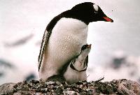 Antarctica, Last Bastion Of Wilderness