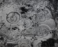 Lichens - Labrabor