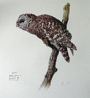 Barred Owl