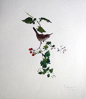 Bewick's Wren