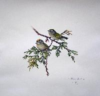 Golden-Crowned Kinglet