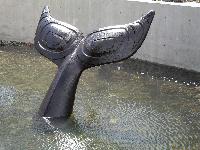 Gray Whale Tail