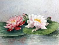 Water Lily