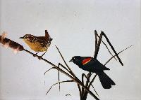 Wren and Redwing Blackbird