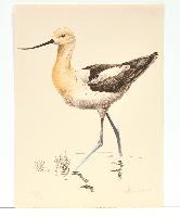 American Avocet