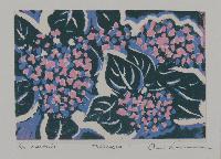 Arbourfield Flowers, Hydrangea