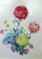 Chrysanthemum