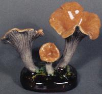 Craterellus Cinereus