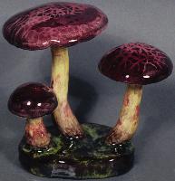Boletus Chrysenteron