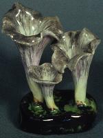 Craterellas Cornucopoides