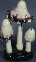 Coprinus Comatus