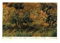 Olive Trees, San Gimignano, Italy, June '99