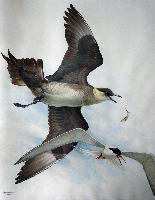 Parasitic Jaeger, Common Tern