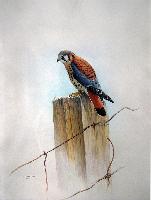 American Kestrel
