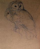 Barred Owl