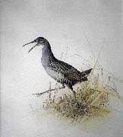 Clapper Rail