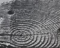 Timber Grain - Galapagos Islands