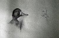 Blue Winged Teal Heads