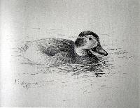 Oldsquaw Duck