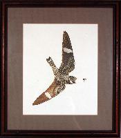 Common Nighthawk