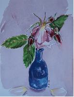 Grace's Rose