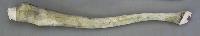 Untitled (carved walrus penis bone)