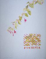 Fuchsia Rainstorm