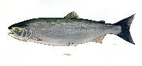 Sockeye Salmon