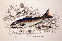 Untitled (Fish)