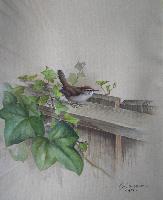 Bewick's Wren