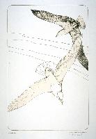 Herring Gull
