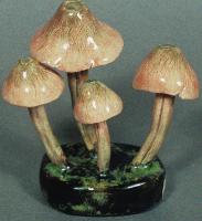 Entoloma Salmoneum