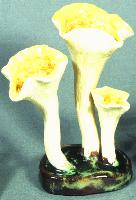 Cantharellus Floccosus