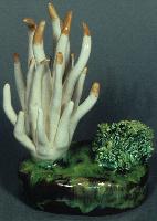 Clavaria Vermicularis