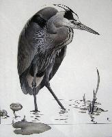 Great Blue Heron