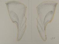 Untitled (Design For Door Handle For St. Andrew's Church)