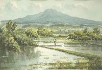 Ricefield Landscape