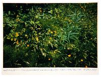 Nature Study; Qay'unagaay, Haida Gwaii