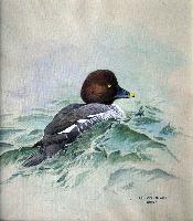 Common Goldeneye