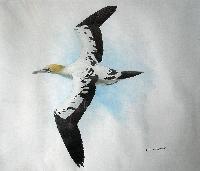Northern Gannet