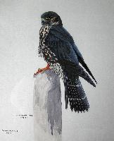 Cooper's Hawk