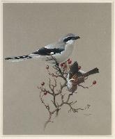 Northern Shrike