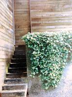 Disciplined Steps