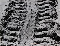 Turtle Tracks - Galapagos Islands