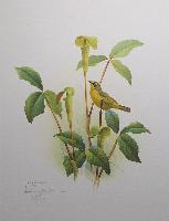 Kentucky Warbler