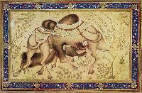 Camel Fight