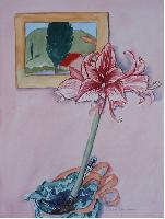 Amaryllis Charisma