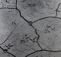 Bird Tracks on Mudcracks