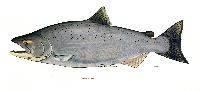 Chinook Salmon