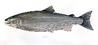 Coho Salmon